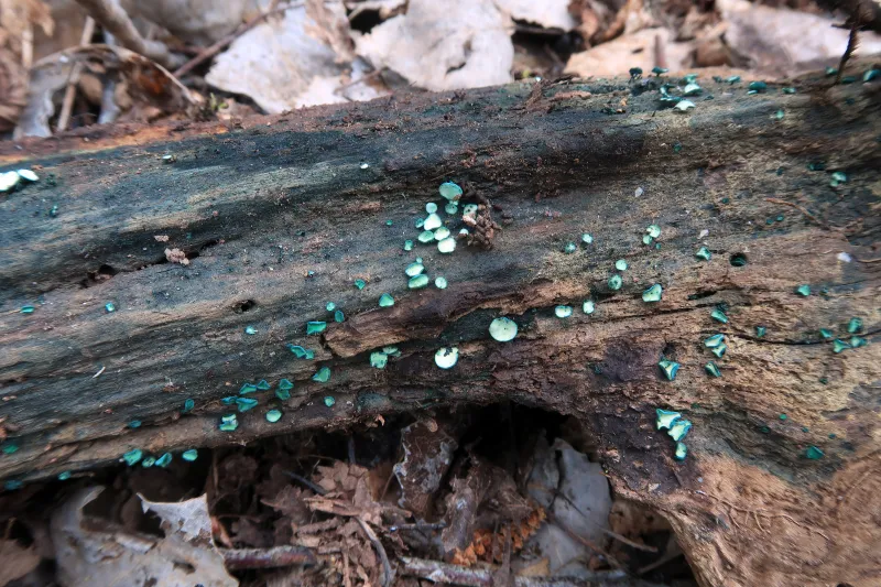 Chlorociboria aeruginosa 1 - IMG_5687